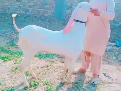 Gulabi Bakra For Sale/ 03266651905