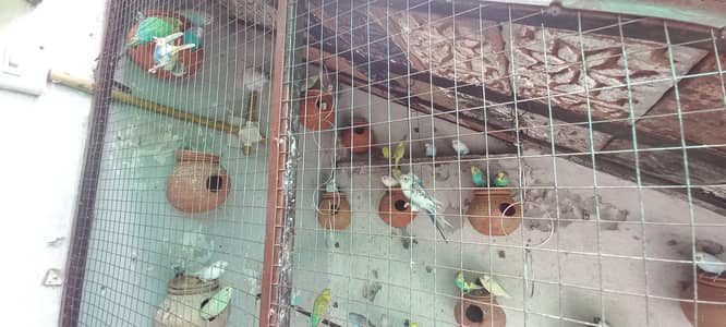Australian Budgies Parrots for Sale