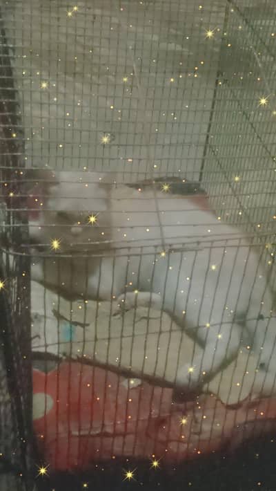 cat03118744214