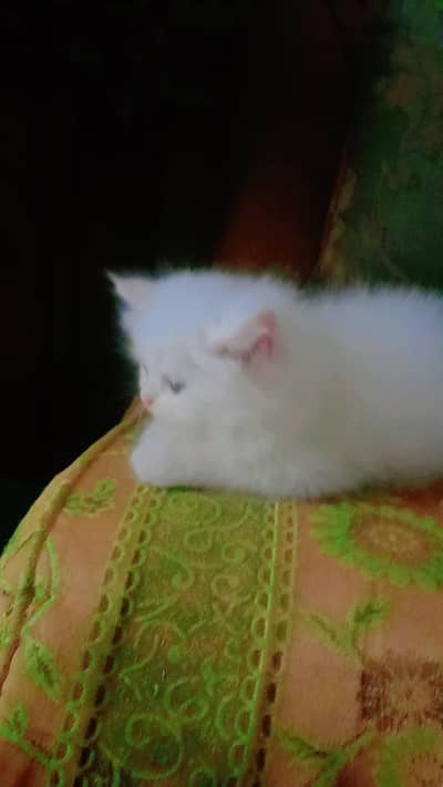 Persian kitten 3 coated panch face fluffy or active kitten