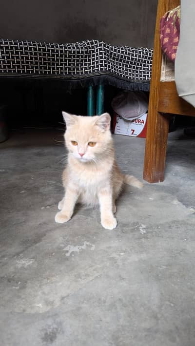 beautiful cat