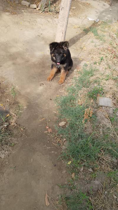 German shepherd