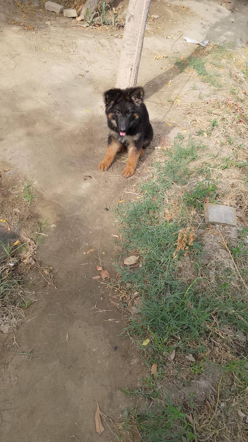 German shepherd 0