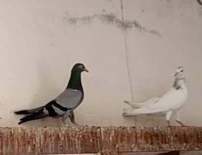 lowflyer pati wale kabooter for sale