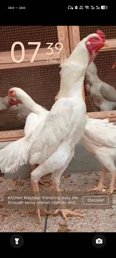 White shamo breeder pair aviblabe