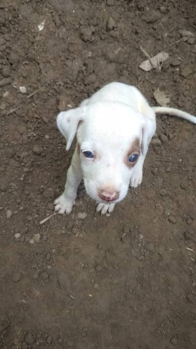 PURE GULTAIR FEMALE PUPPY watsaap number 03390093183
