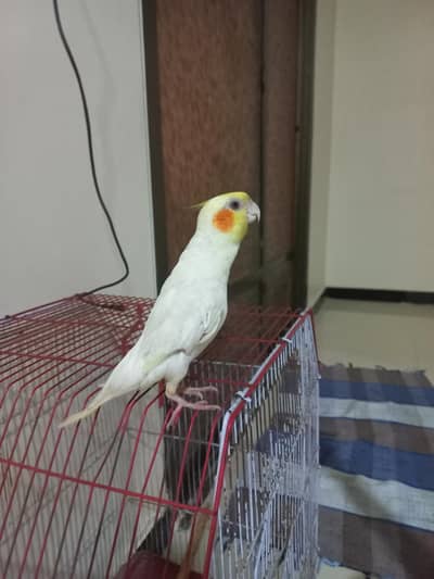 Cocktail  Full talking  handtame  for sale 03243481930