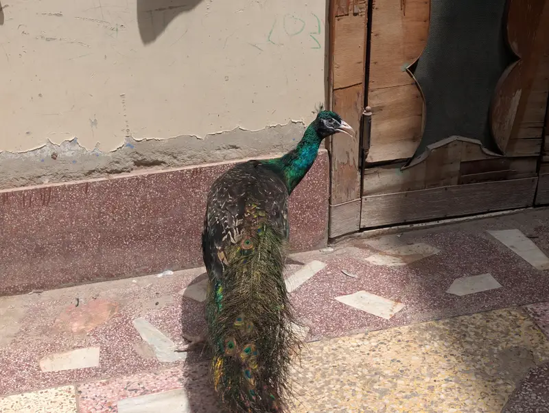 Blue Shoulder / Black Shoulder Male