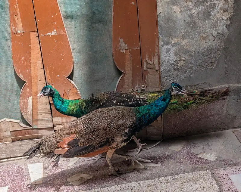 Blue Shoulder / Black Shoulder Male — photo 2