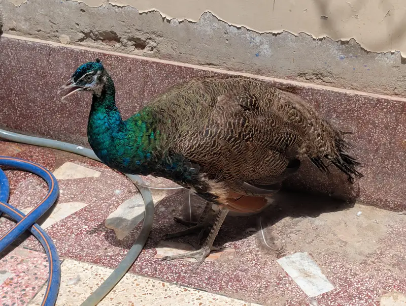 Blue Shoulder / Black Shoulder Male — photo 4