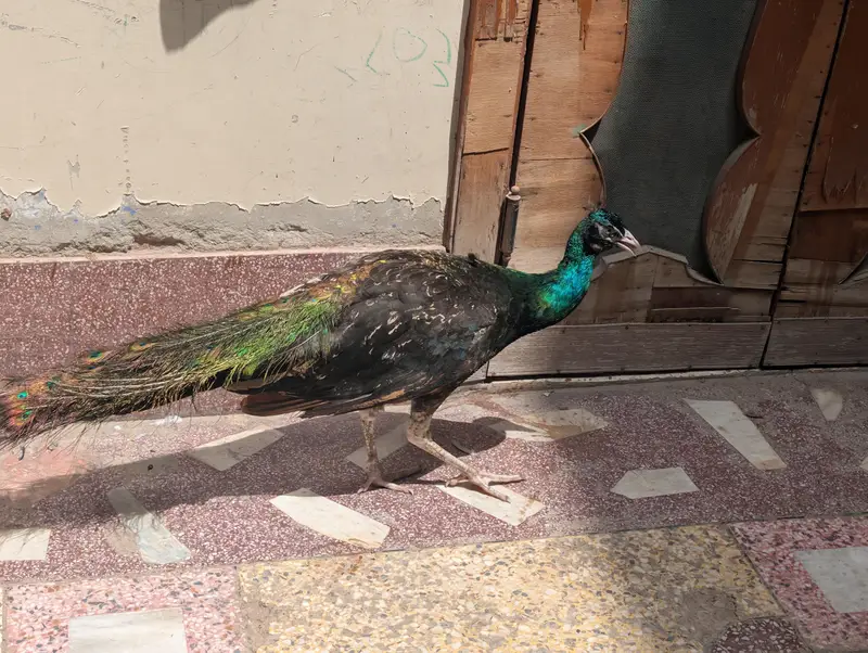 Blue Shoulder / Black Shoulder Male — photo 5