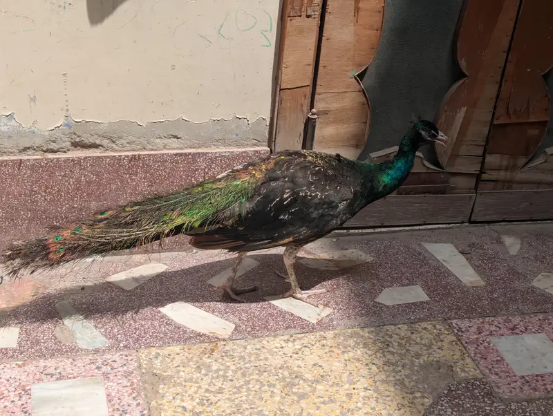 Blue Shoulder / Black Shoulder Male — photo 6