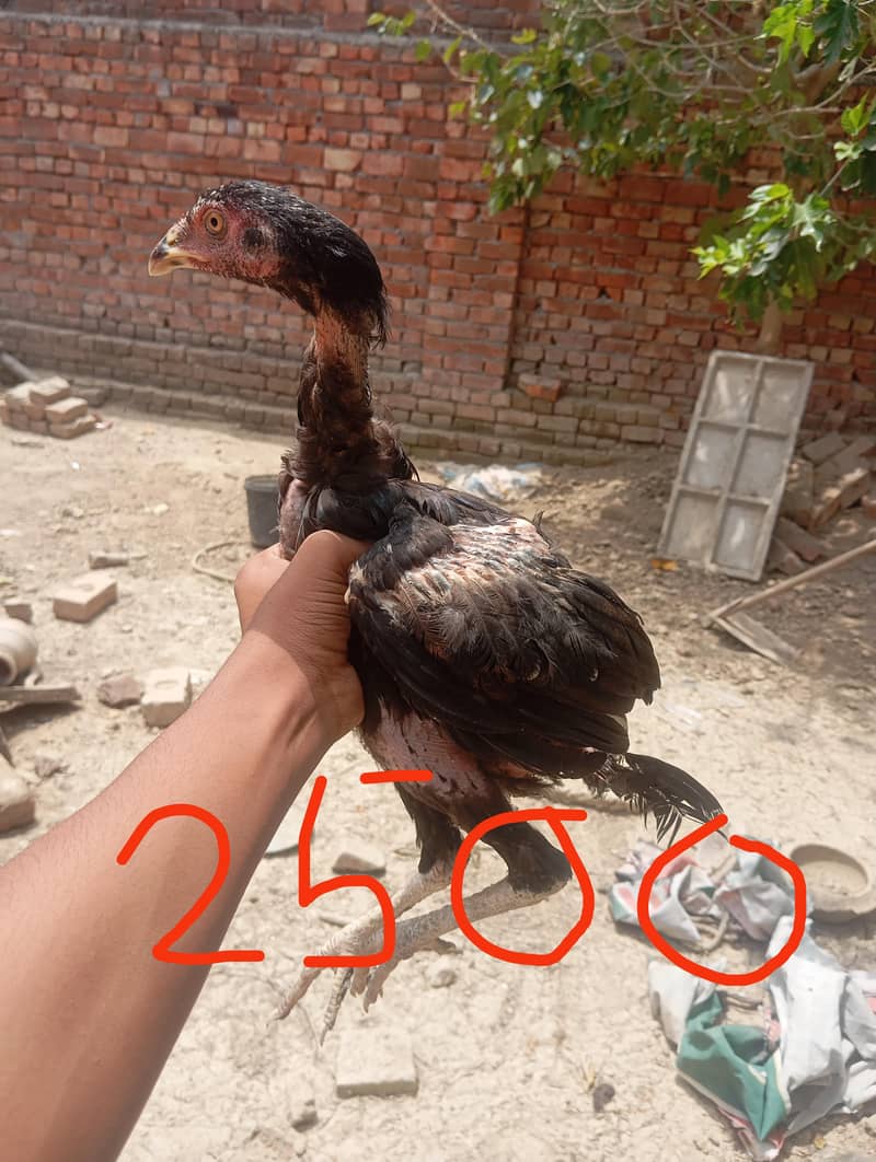 aseel 12