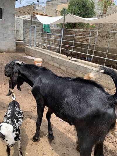 Breeding k liyai available hain