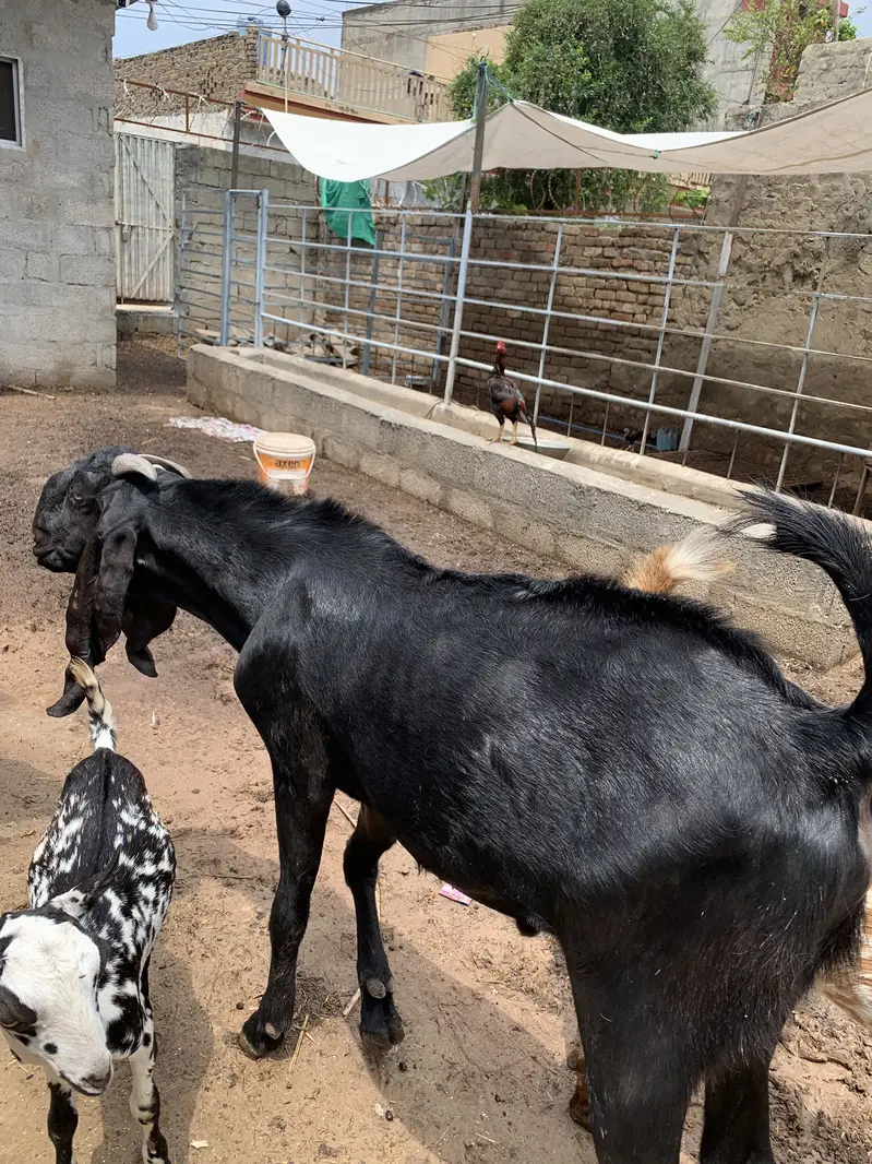 Breeding k liyai available hain