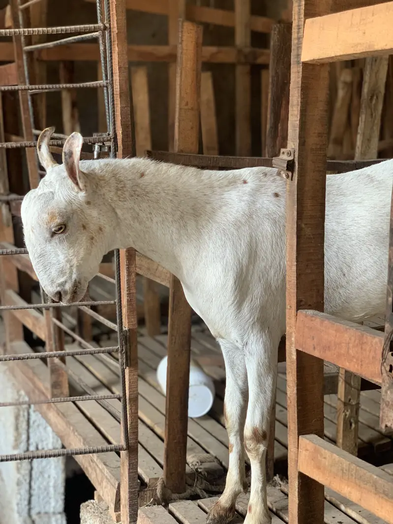 Breeding k liyai available hain — photo 2