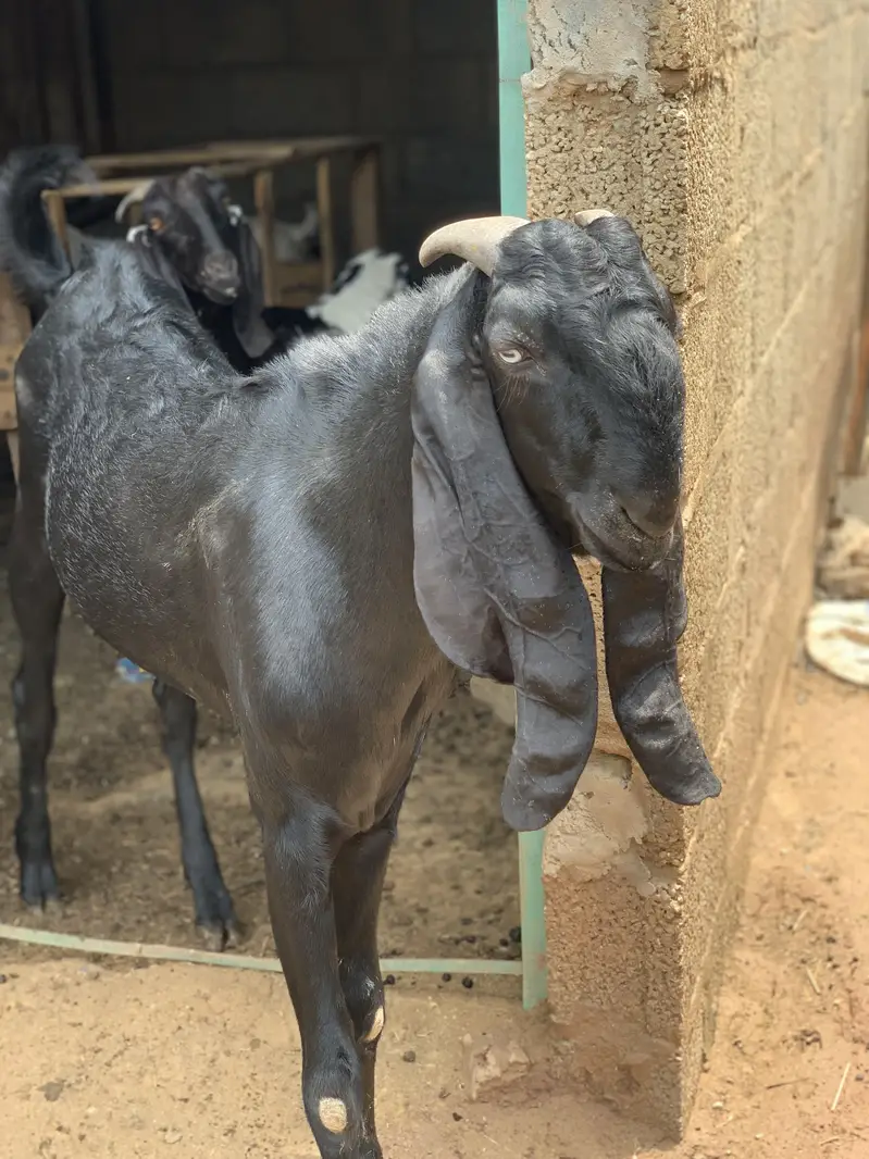 Breeding k liyai available hain — photo 3