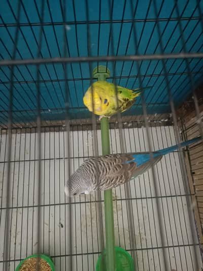 2 Healthy and active Male