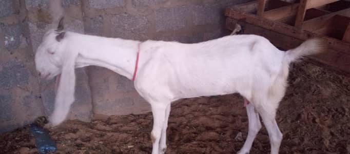 goat for sale