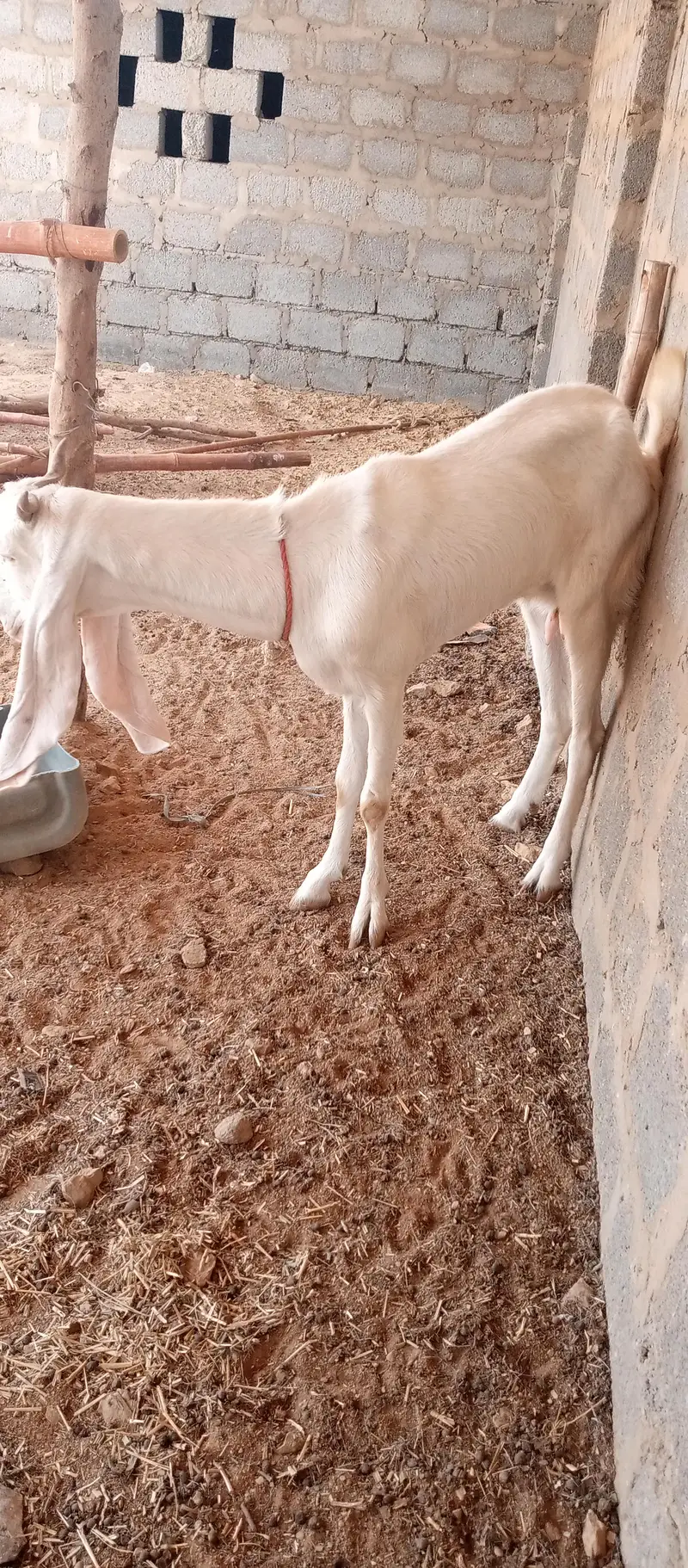 gulabi 03313532526 — photo 2