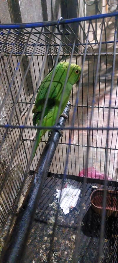female ringneck