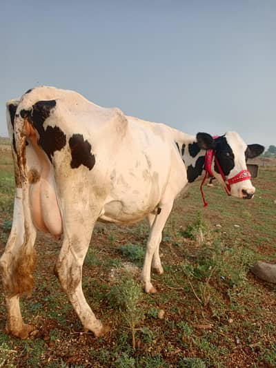 cow bahut khubsurat acchi nasl ka