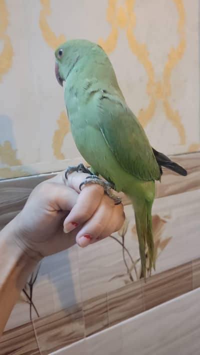 parrot green