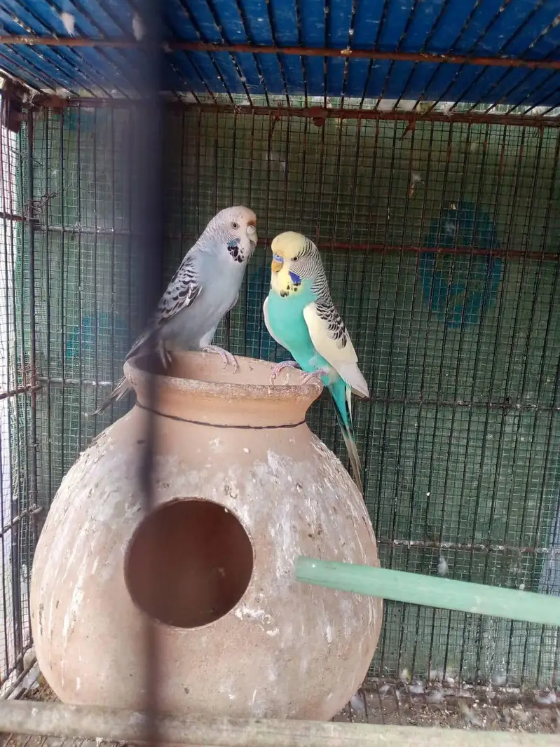 king buddies or black wing