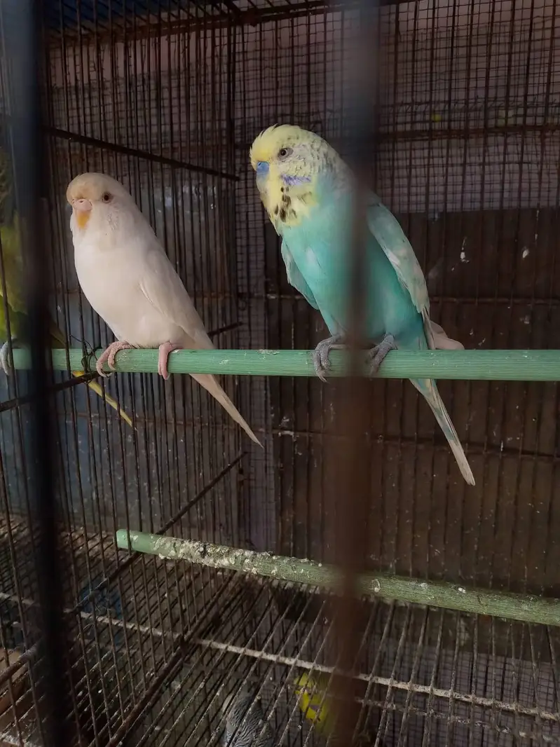 king buddies or black wing — photo 2