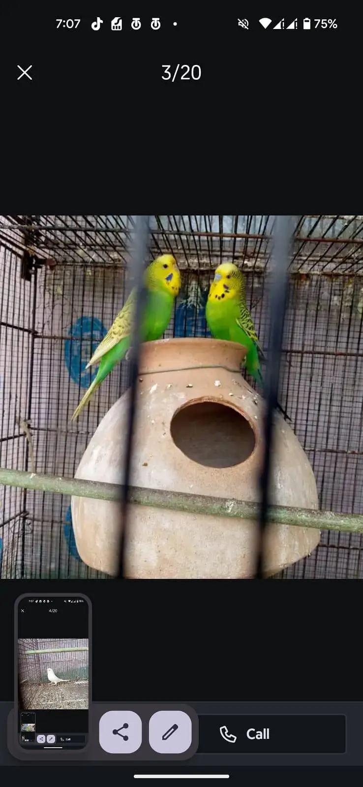 king buddies or black wing — photo 3