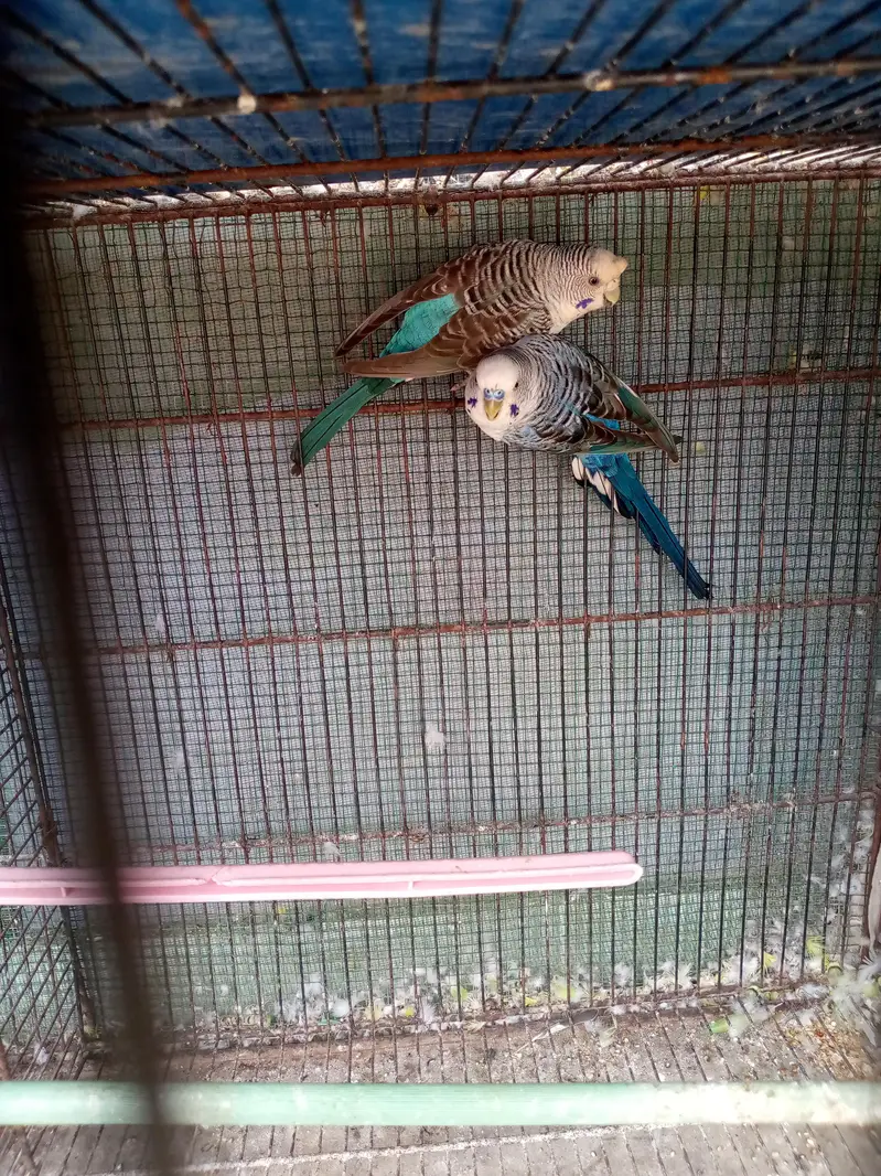 king buddies or black wing — photo 4