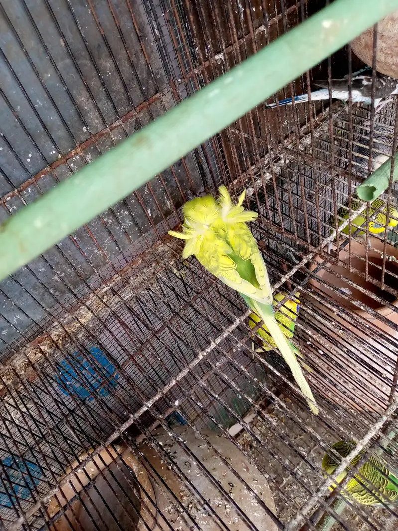 king buddies or black wing — photo 5