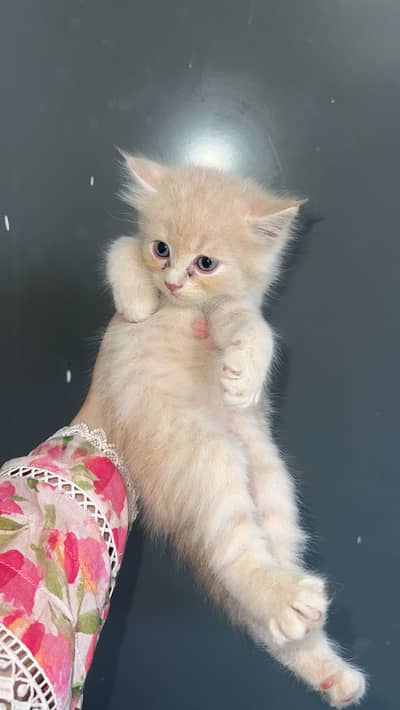 Premium Persian Kittens Available | Male & Female | Faisalabad