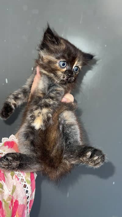 Premium Persian Kittens Available | Male & Female | Faisalabad