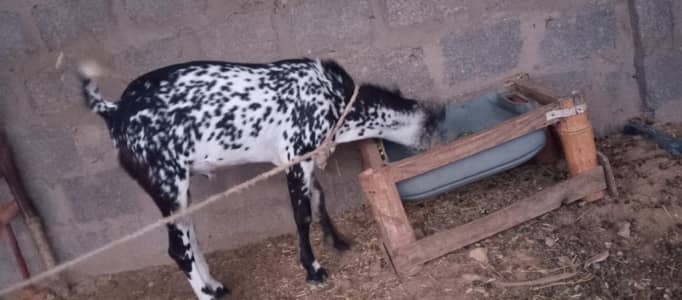 goat tedy bakra and tedy bakri 03313532526