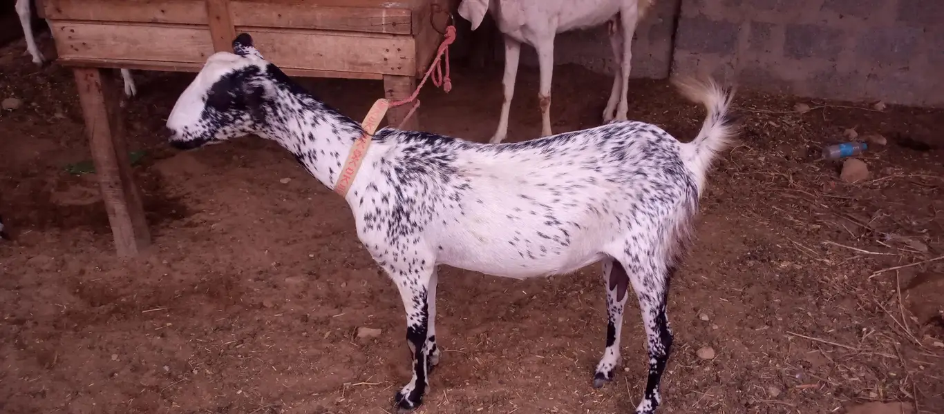 goat tedy bakra and tedy bakri 03313532526 — photo 2
