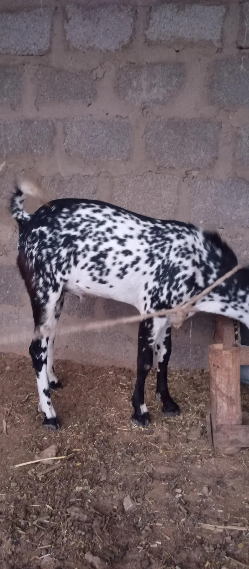 goat tedy bakra and tedy bakri 03313532526 — photo 3