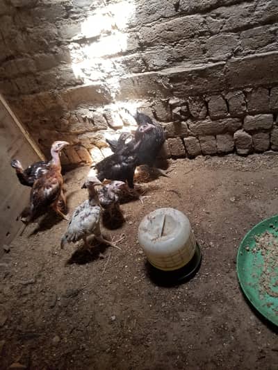 Ayam Cemani Grey Toung Or Turkish Hint(Cross) For Sale
