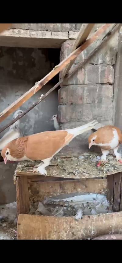 Sherazi pair or ik male sherazi for sale