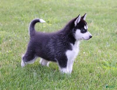 Pair of blue eyes pedigree Siberian huskies for sale