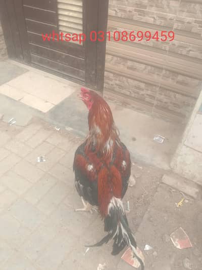 whtsap 03108699459