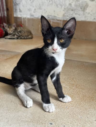 Pretty Cat  (White + Black)