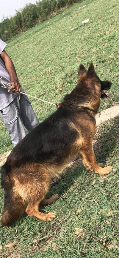 German shepherd