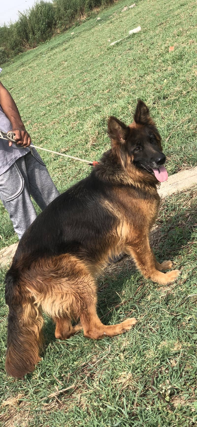 German shepherd 1