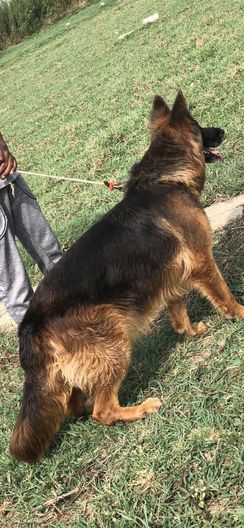 German shepherd 2