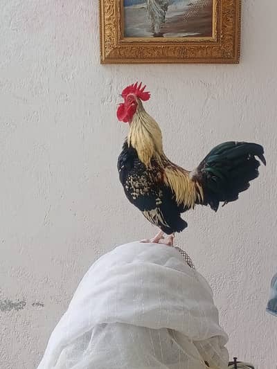 Healty and active, hen is laying eggs