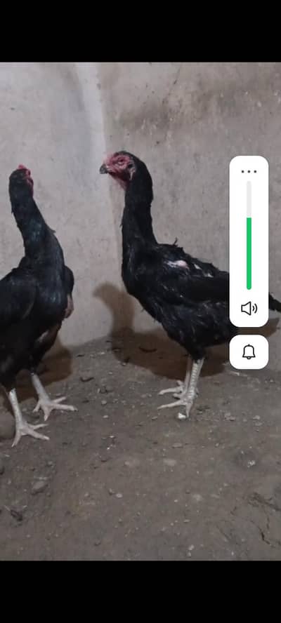 black japne shamo female