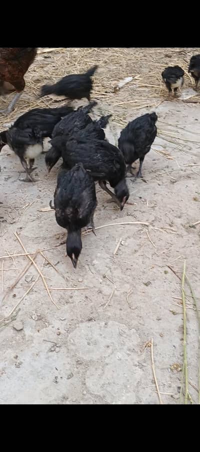 Austrolop hen chiks