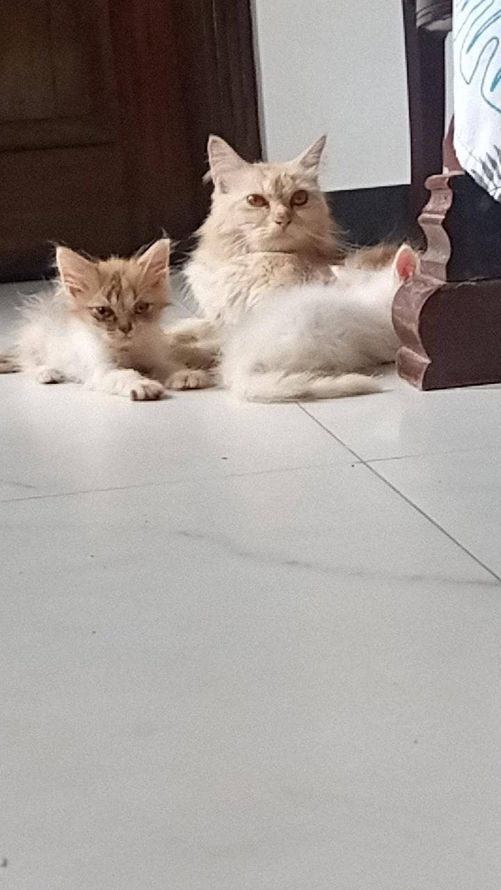 kitten 1
