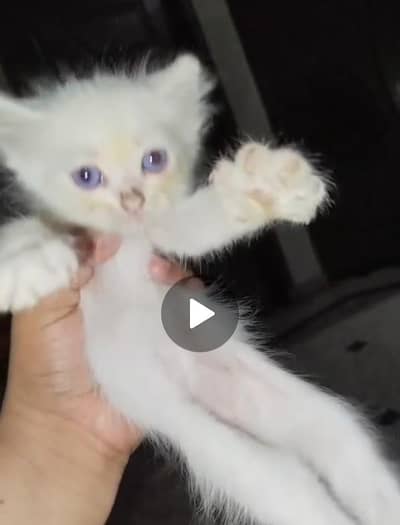 Persian kitten